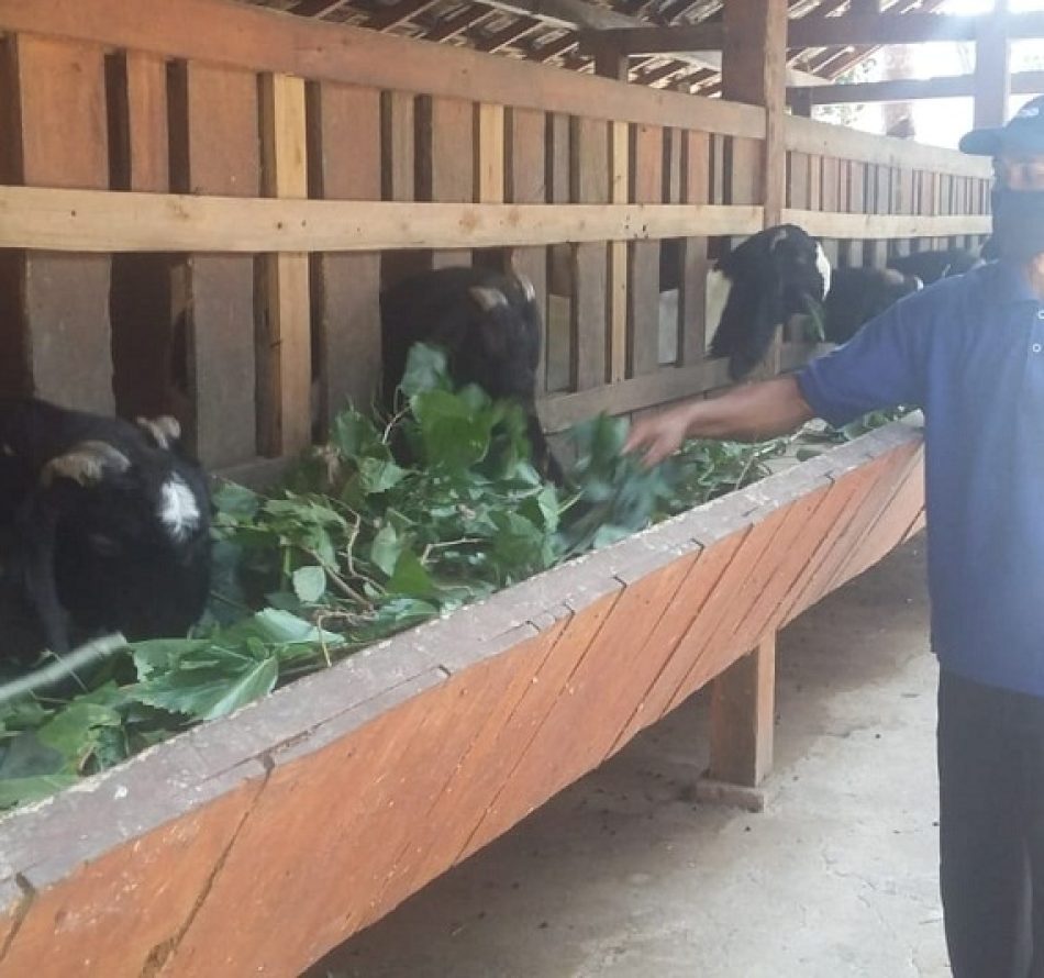 Pelihara 20 Kambing PE Hasilkan Pendapatan Rp100 Juta/Tahun