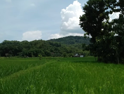 Lintang Songo Garden Penuhi Kebutuhan Pangan Santri