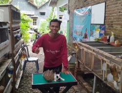 Beternak Kelinci: Dagingnya untuk Kuliner, Kotoran dan Urin Jadi Pupuk Organik