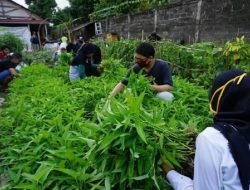 Urban Farming Kebunku Jogja: Menjawab Kebutuhan Pangan di Tengah Pandemi