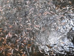 Berwisata dan Belajar Budidaya Nila di Desa Wisata Gabugan