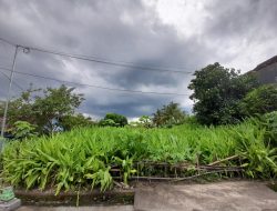 Tanaman Kunir Putih Bisa Tumbuh di Mana Saja