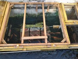 Memanfaatkan Selokan Sebagai Tempat Budidaya Ikan Nila