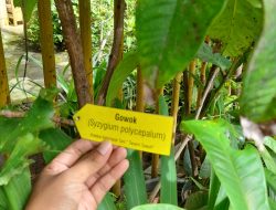 Kelompok Tani Tanem Tuwuh Menanam Berbagai Macam Sayuran Hingga Tanaman Langka