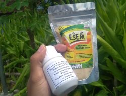 Positif Covid-19 Seminggu Konsumsi Kapsul Kunir Putih Sudah Negatif