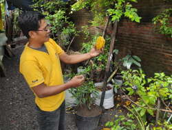 Cangkok Belimbing Bangkok Merah, 10 Bulan Berbuah