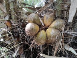 Salak Gading Ayu Gabugan, Buah Kesukaan Keluarga Raja