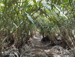 Desa Wisata Gabugan Tawarkan Keindahan Alam, Adat Istiadat, dan Budidaya Salak Raja