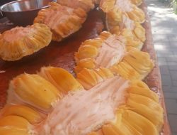 Jualan Nangka Madu, Omzet Rp30 Juta Per Bulan