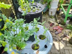 Budidaya Lele dalam Ember KTD Gemah Ripah Bausasran