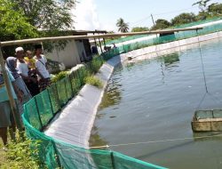 Budidaya Udang Tiga Bulan Panen