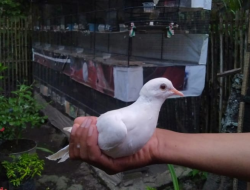 Budidaya Perkutut, Ajarkan Tanggung Jawab dan Sabar