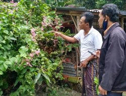Widodo, Pak Mantan Jadi Raja Madu