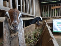Pemkab Purbalingga Dapat Dana Hibah Rp 23 M Untuk Kembangkan Kambing dan Lada di Kejobong dan Pangadegan