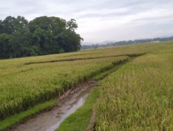 Asal Mula Desa Tambakagung