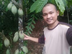 Buat Konten Youtube, Tekuni Tanaman Kakao