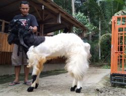 Slamet ‘Aliando’ Riyanto; Siapkan Lahan Hijau Buat Pakan Ternak Kambing PE