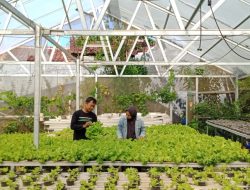 Green House Hidroponik Omen, Terapkan Sistem Nozzle Sprayer