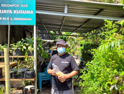 Kelompok Tani Wijaya Kusuma Sulap Lahan Kosong Jadi Produktif