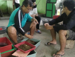 Budidaya Magot BSF Atasi Masalah Sampah Organik