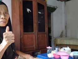 Minum Jamu Godok Tanaman Ciplukan, Badan Segar Hilangkan Pegal-pegal