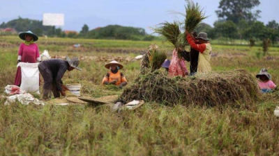 Perempuan Adat Kunci Kedaulatan Pangan