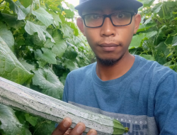 Tani Gambas, 4 Kali Panen Balik Modal Bahkan Petik Untung Lumayan