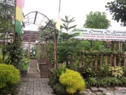 Kelompok Tani Tanem Tuwuh, Warga Berharap Jadi Kampung Wisata Lorong Anggur