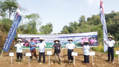 BI DIY Dukung Pengembangan Budidaya Bawang Merah ‘Glowing’