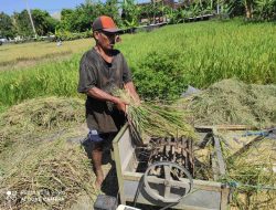 Perubahan Cara Panen Padi di Indonesia