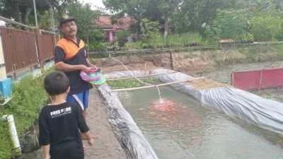 Memanfaatkan Saluran Irigasi untuk Budidaya Ikan Nila