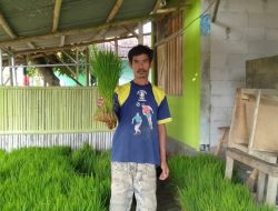 Marsono Jualan Benih Padi Siap Tanam Sejak 1992