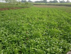 Nilai Jual Lebih Tinggi, Petani Beralih Tanam Kangkung