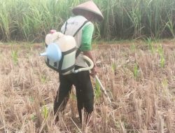 Bertani Jagung Kurang Menguntungkan, Petani: Yang Penting Bisa Makan