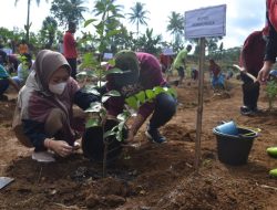 Padat Karya Tunai, Desa Pekerjakan Pemuda Tani Tanam Bibit Jambu Kristal Merah