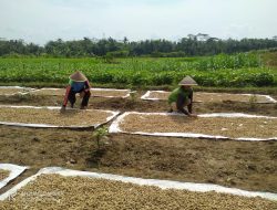 Garap Lahan Milik Kepala Desa, Muhlisin Panen Kacang Tanah