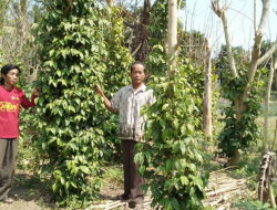 Budidaya Tanaman Herbal Cabai Jawa, Mudah dan Menguntungkan