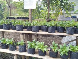 P2L Wijaya Kusuma, Penuhi Kebutuhan Pangan dan Gizi Rumah Tangga