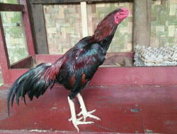 Menjelang Wisuda, Siswa PSHT Berburu Ayam Jago