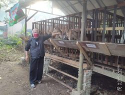 Ada Sinta dan Mantili di Kandang KTT Bintang Farm Tambakagung