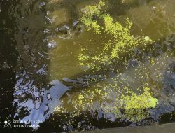 Tumbuhan Azolla Bagus untuk Pakan Lele