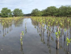 Srigading Berpotensi Jadi Pusat Pengembangan Ekonomi di Bantul