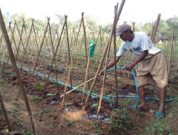 Aris Widodo, Tergoda Bertani Setelah Menyimak Konten Pertanian di Medsos
