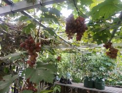 Anggur Ninel Mudah Beradaptasi Buahnya Manis Jadi Unggulan Kampung Anggur Plumbungan