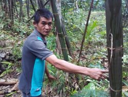 Mujimin: Tiap Ulang Tahun Tanam Bibit Bambu