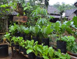 11 Fungsi Badan Pangan Nasional