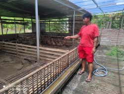 Kismadi Dulu Jualan Kelapa Sekarang Pelihara Bebek