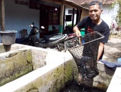 Dwi Mulyono, tak Kapok Tekuni Bisnis Lele