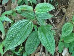 Daun Tumbuhan untuk Pewarna