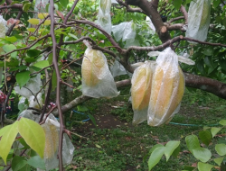 Tiga Keuntungan dari Budidaya Belimbing Bangkok Merah